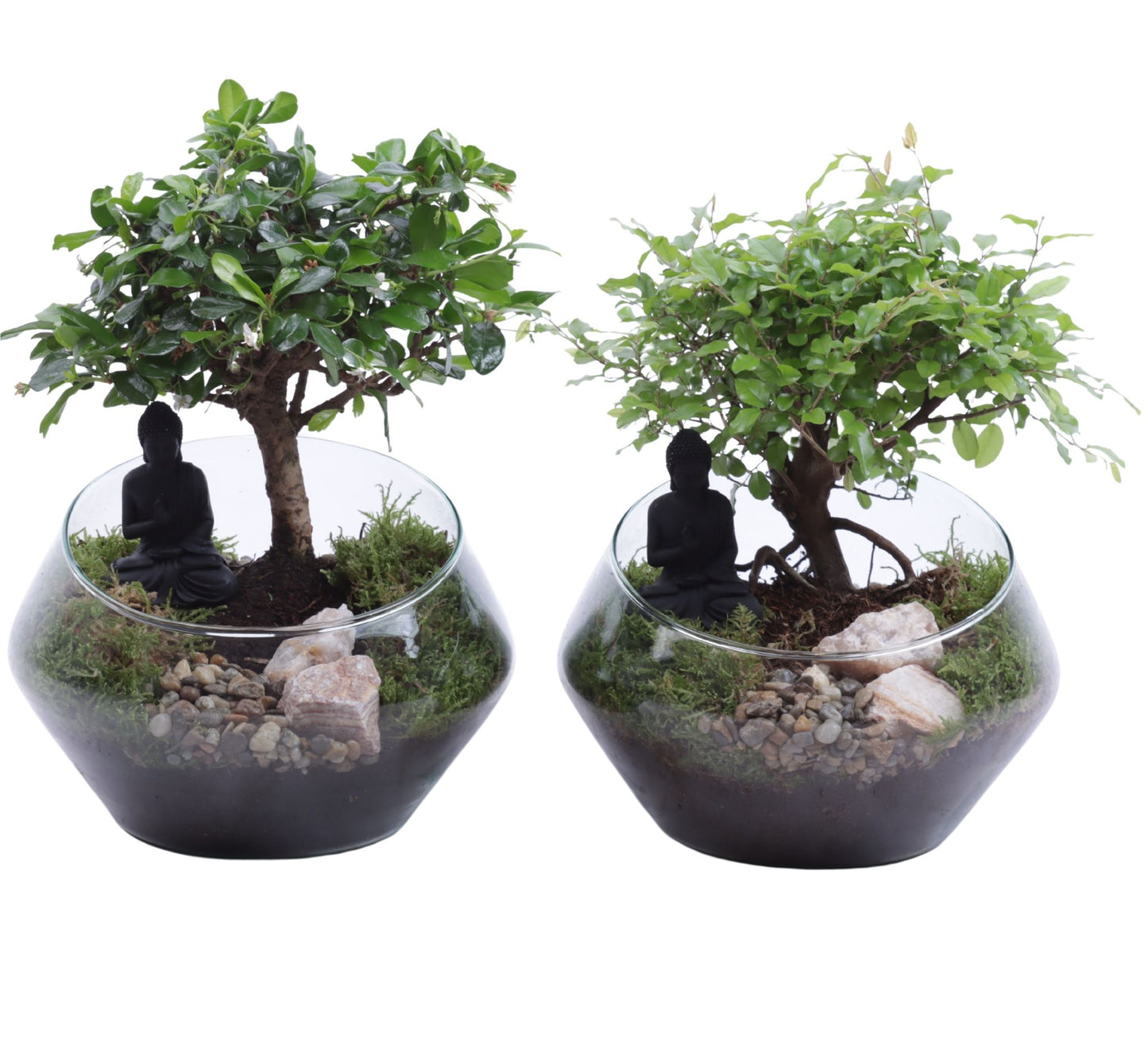 Bonsai mix 30cm 20cm Pot