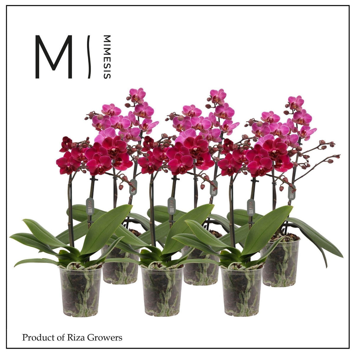 Phalaenopsis Purple 35cm 9cm Pot
