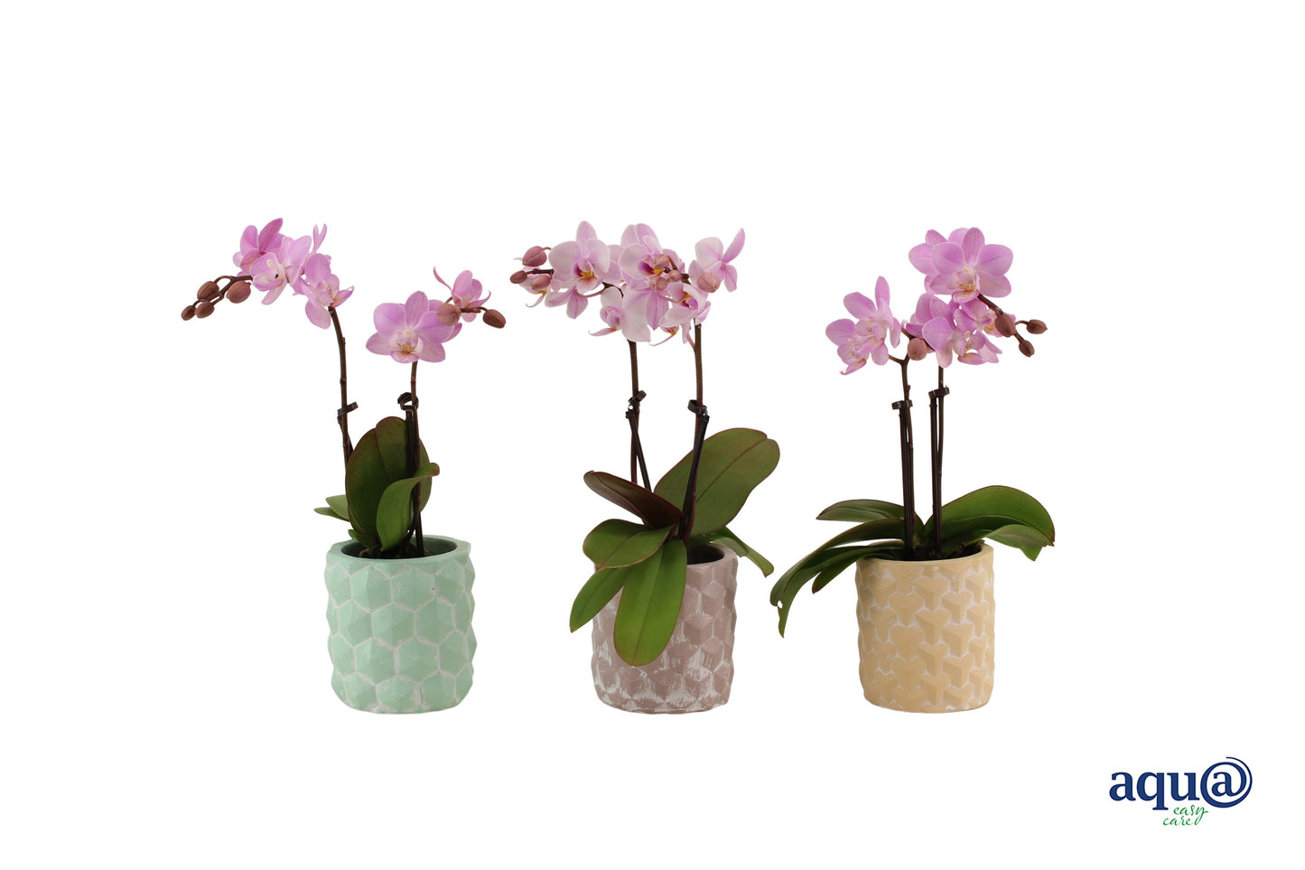 Phalaenopsis pink 17cm 6cm Pot