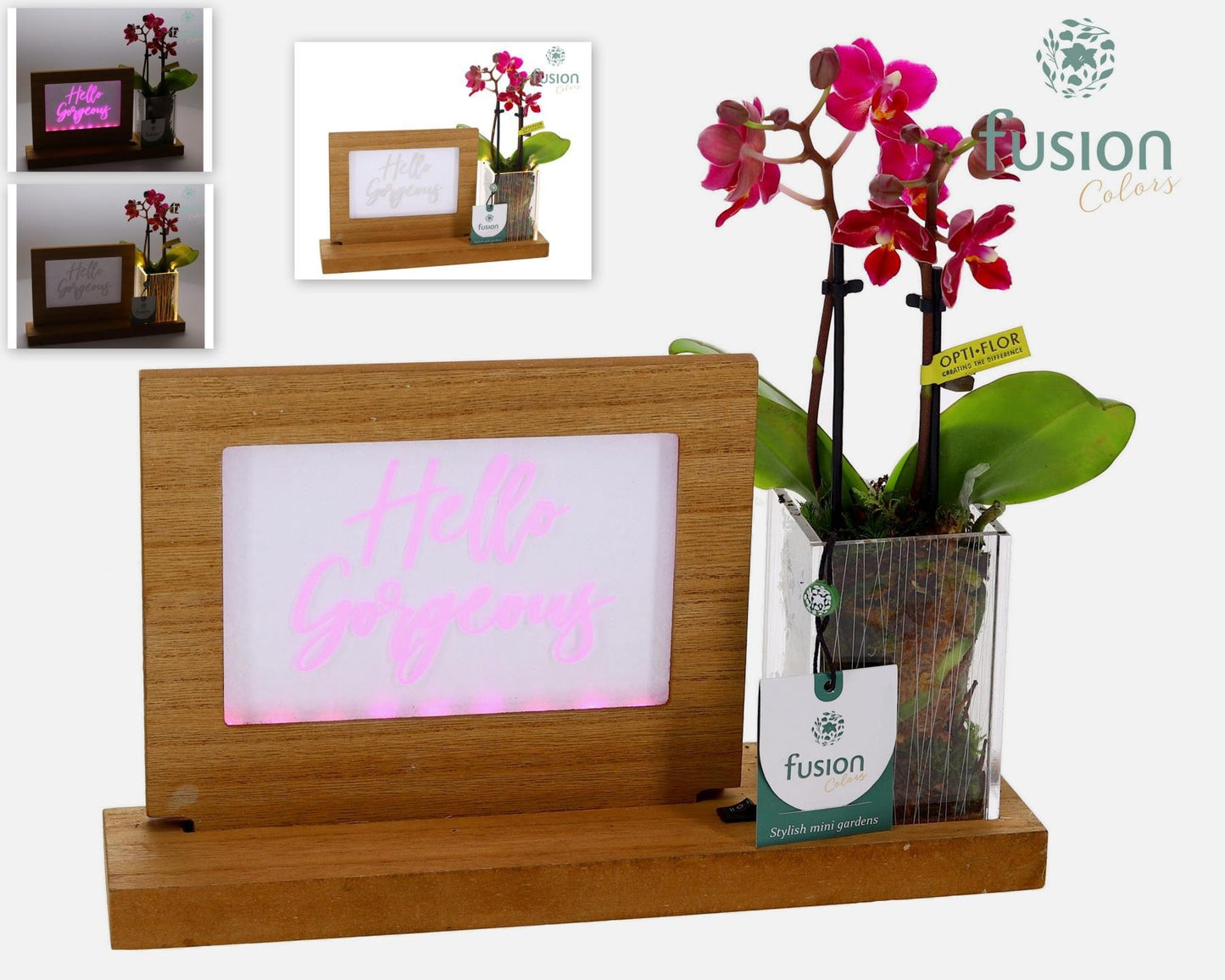 Acryl LED Glow Art Frame natural met Phalaenopsis 29cm 29cm Pot