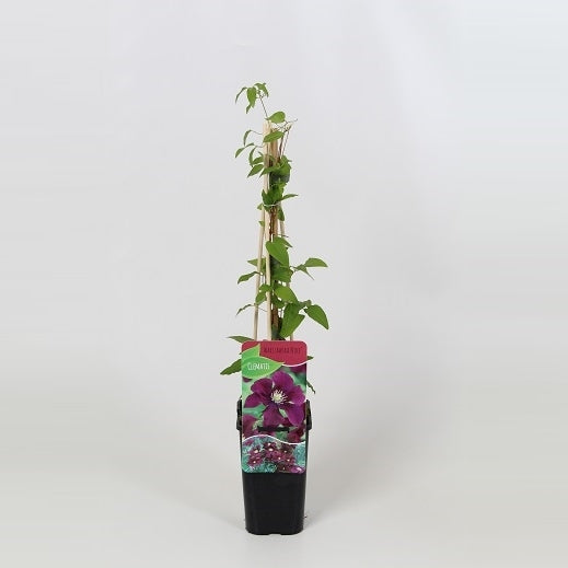 Clematis Warszawska Nike 60cm 14cm Pot