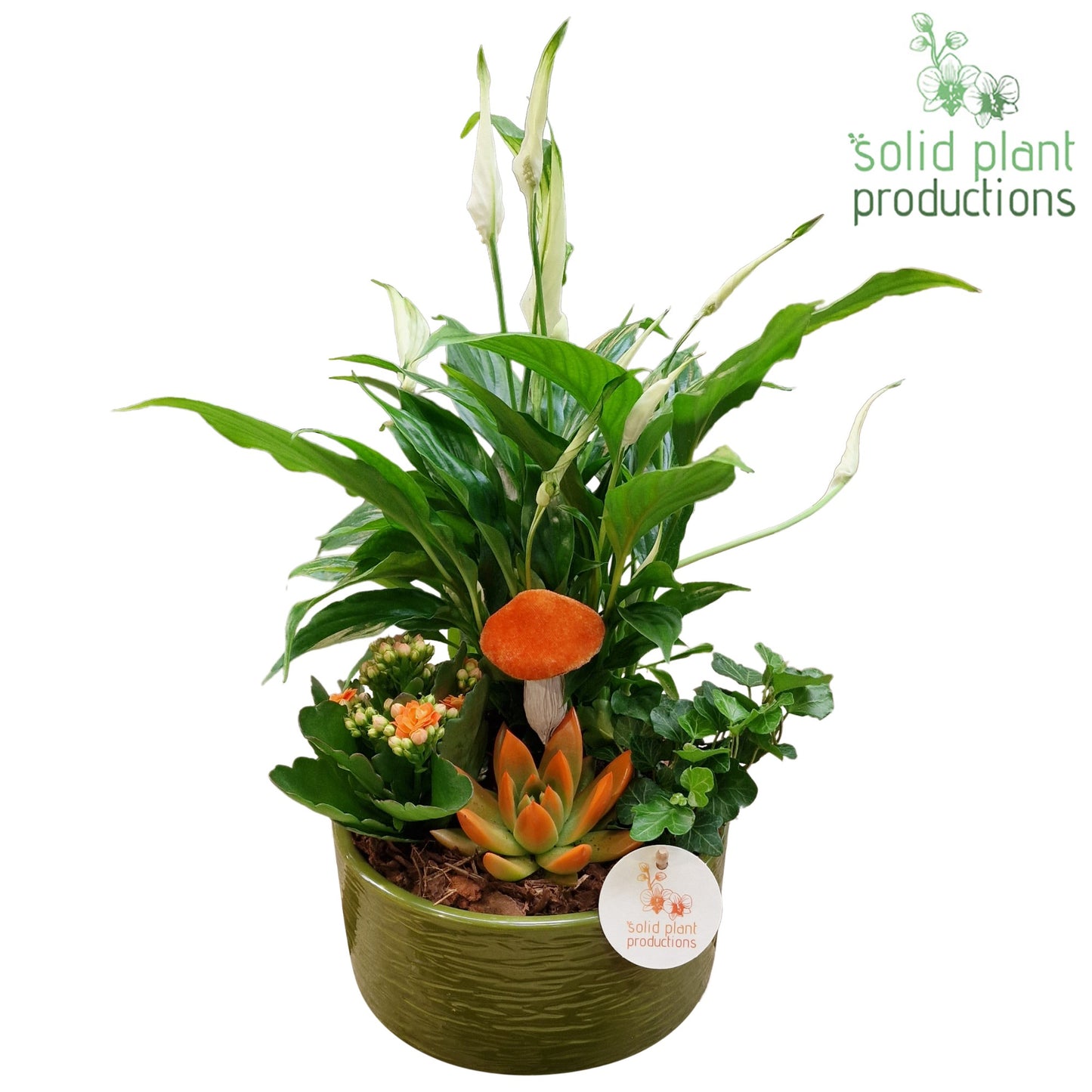 SCE003 Loes Green Orange Echeveria Mix 38cm 18cm Pot
