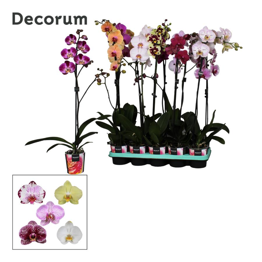 Phalaenopsis mix 75cm 12cm Pot