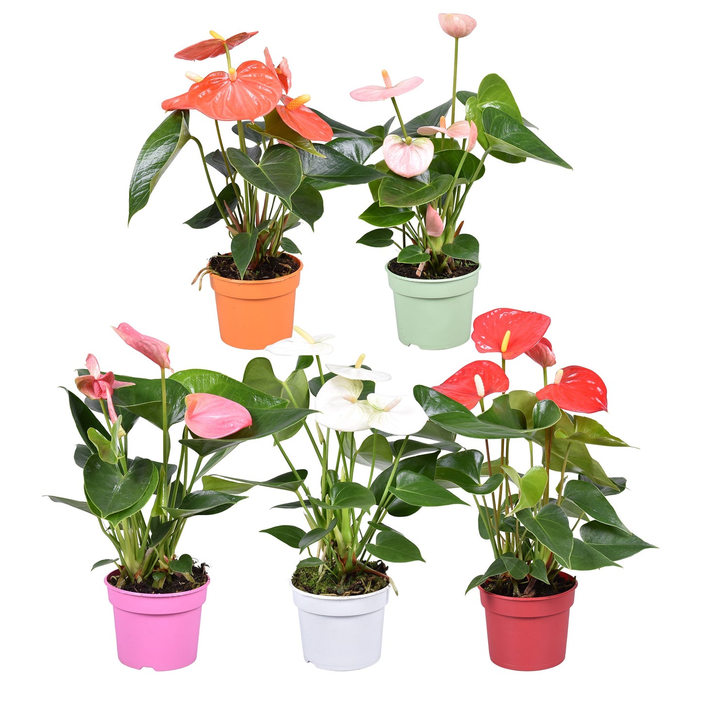 Groene Tint Anthurium mix Pack of 18