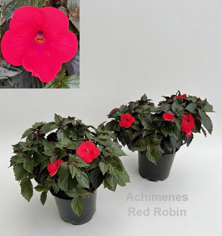 Achimenes blue 28cm 14cm Pot