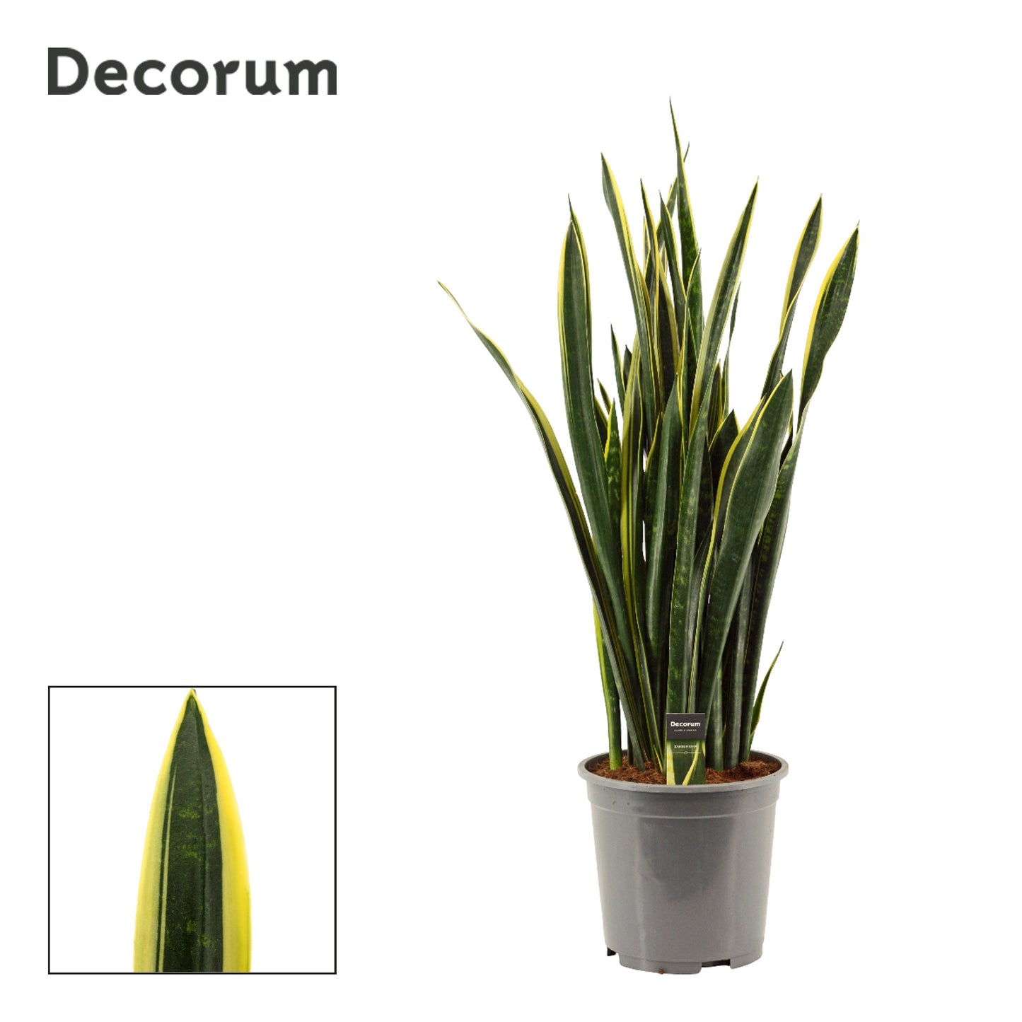 Sansevieria trifasciata 100cm 27cm Pot