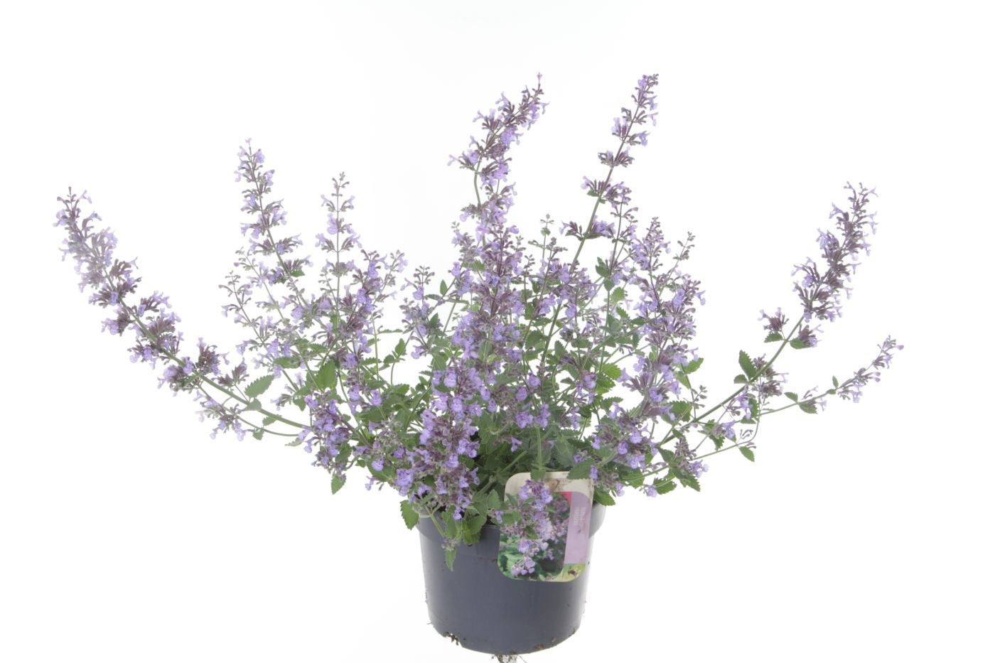 Nepeta faa. Walker's Low 45cm 17cm Pot