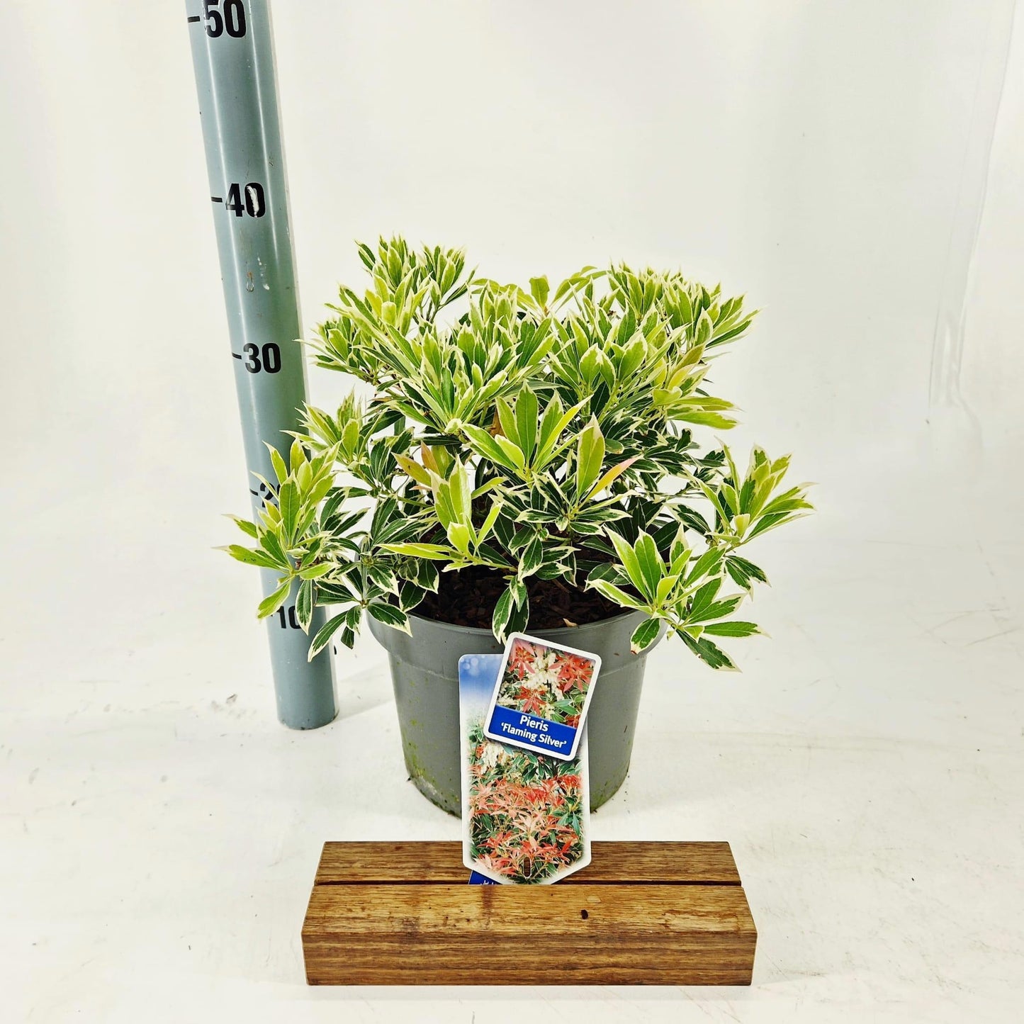 Pieris japonica Flaming Silver 35cm 23cm Pot