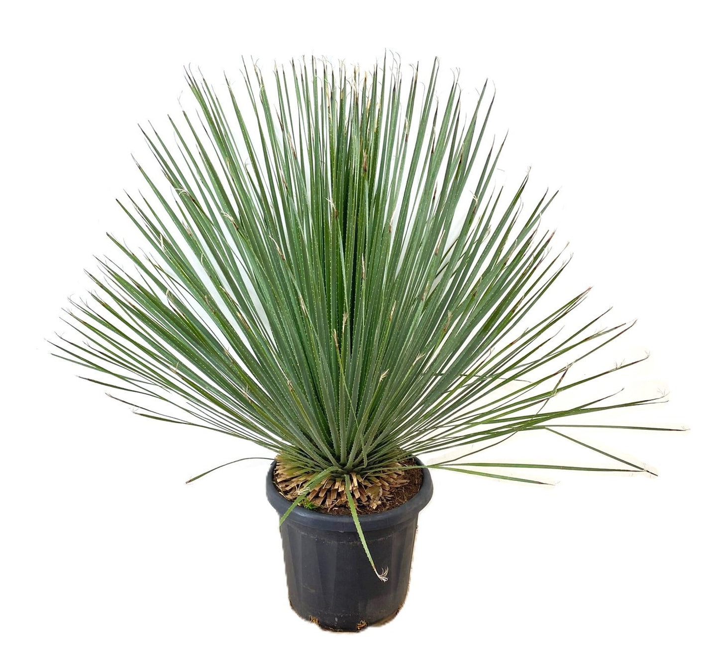 Carludovica palmata 120cm 40cm Pot