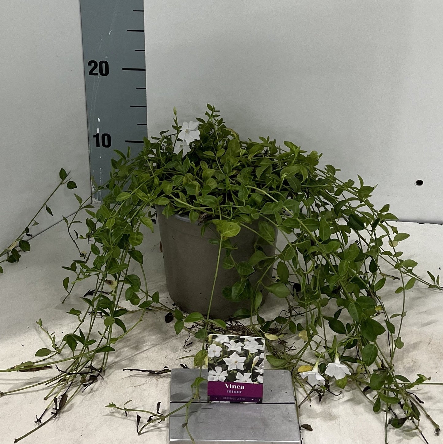Vinca minor Gertrude Jekyll 15cm 15cm Pot