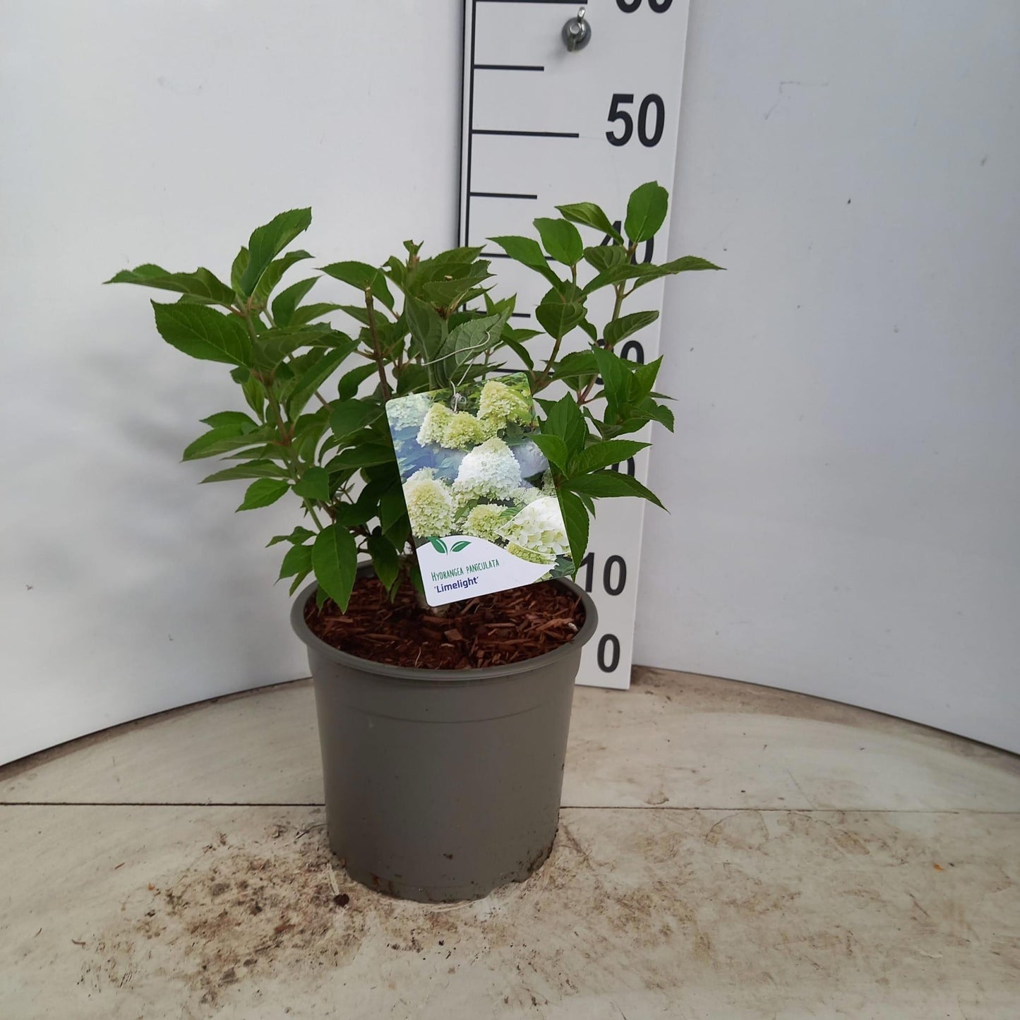 Hydrangea pan. Limelight 45cm 23cm Pot