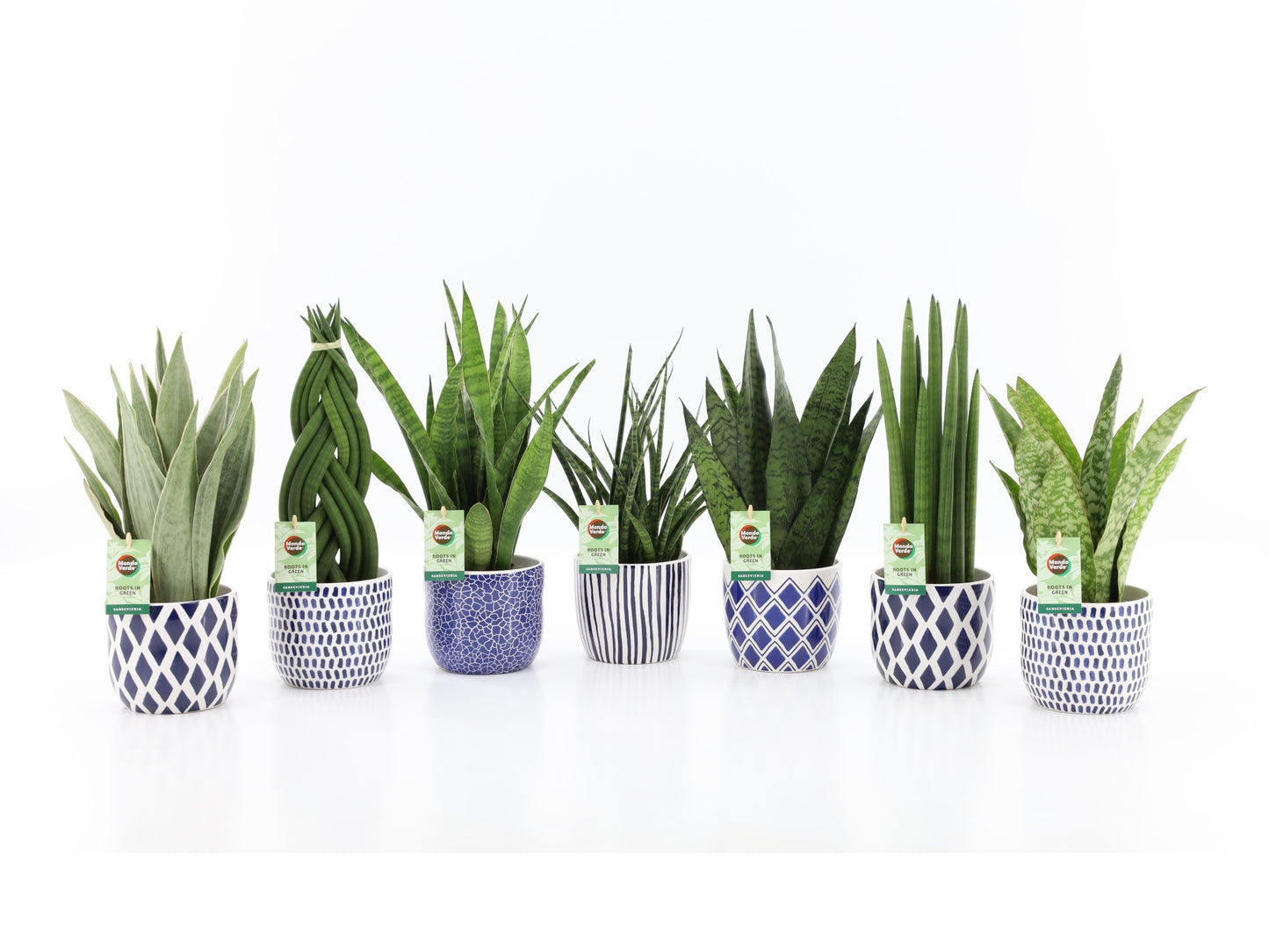 Foliage houseplants mix 35cm 13cm Pot