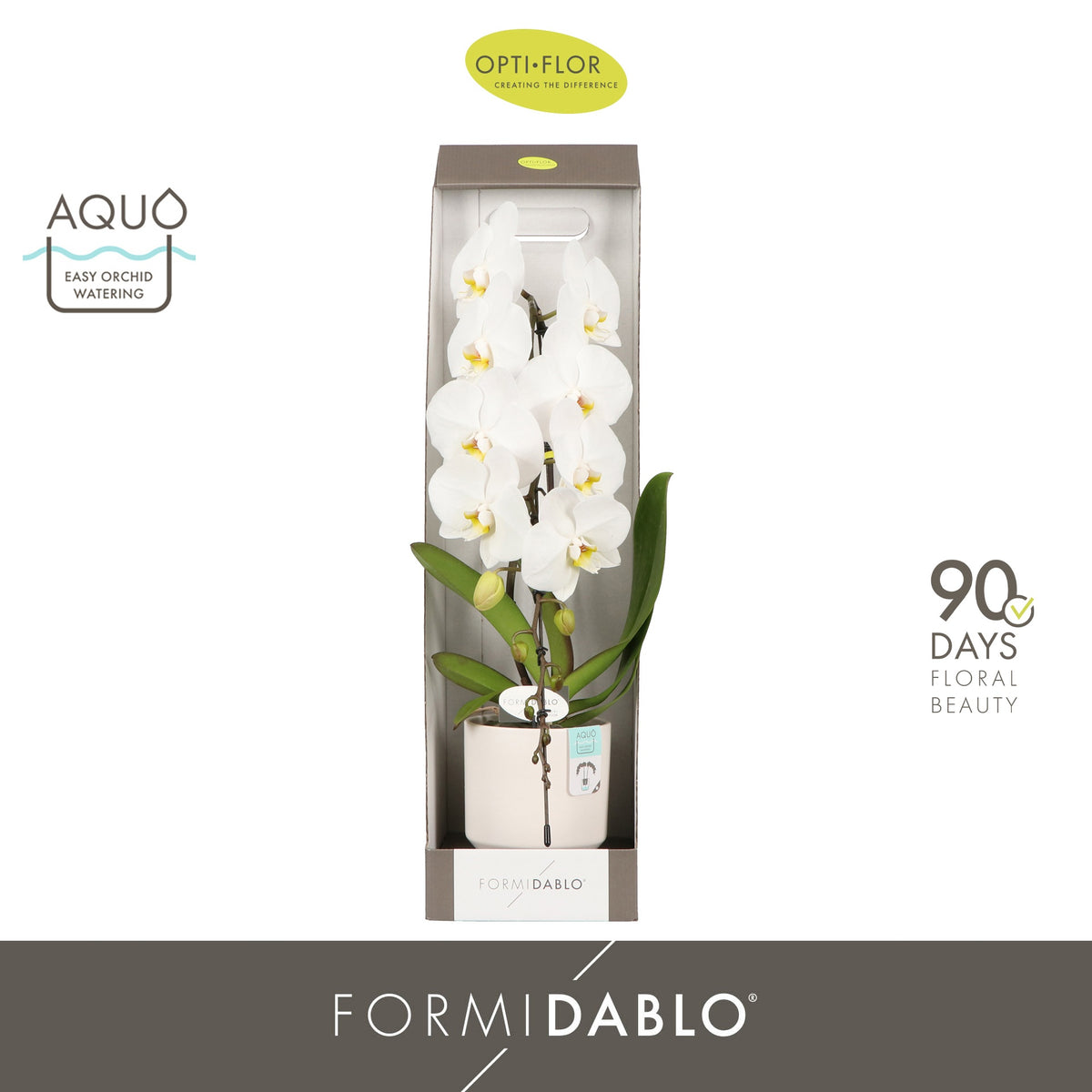 Phalaenopsis white 70cm 12cm Pot