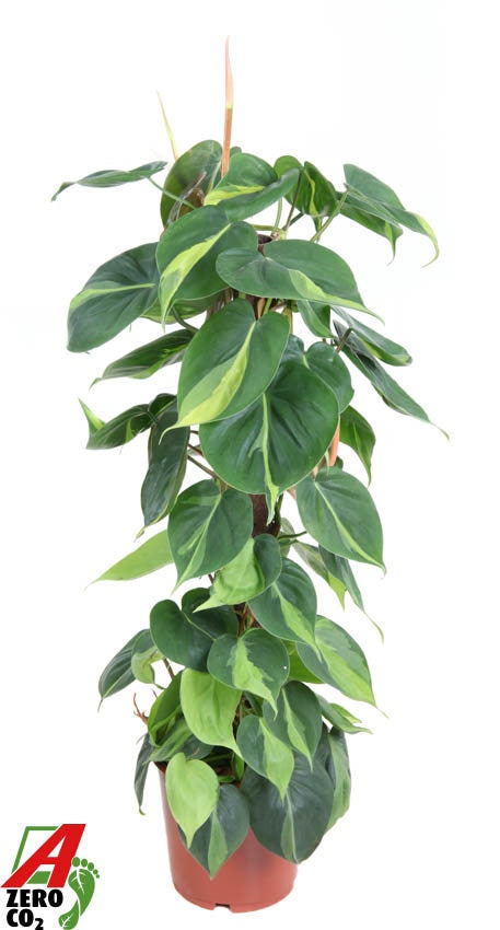 Philodendron Brasil 90cm 19cm Pot
