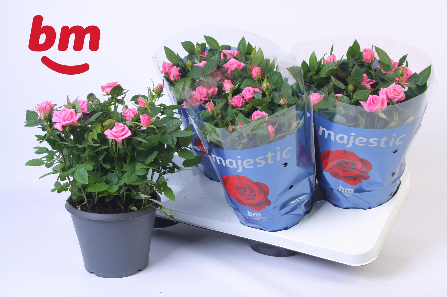 BM Roses Rosa Jewel Sparkling Pack of 4
