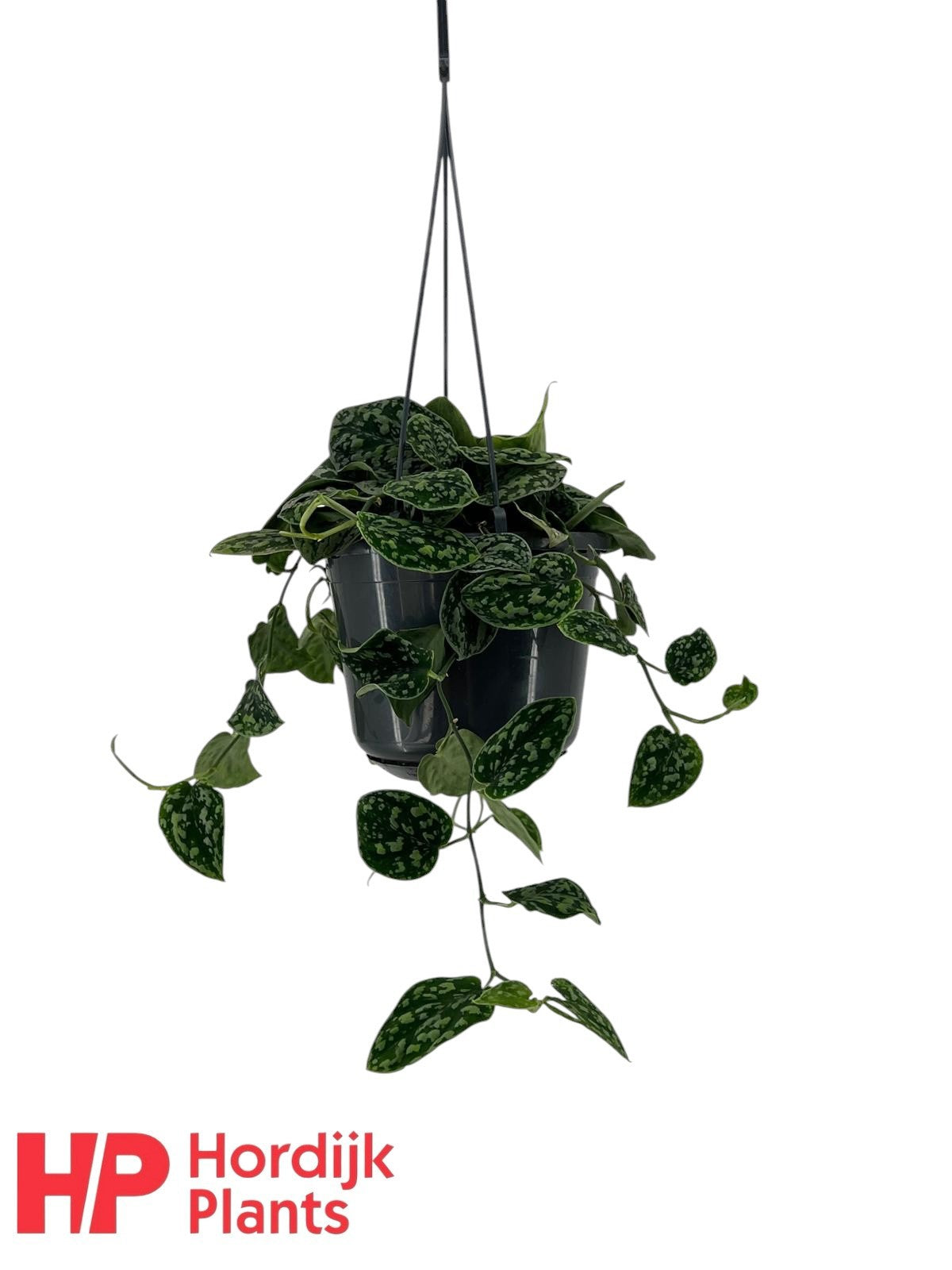 Scindapsus 15cm Pot