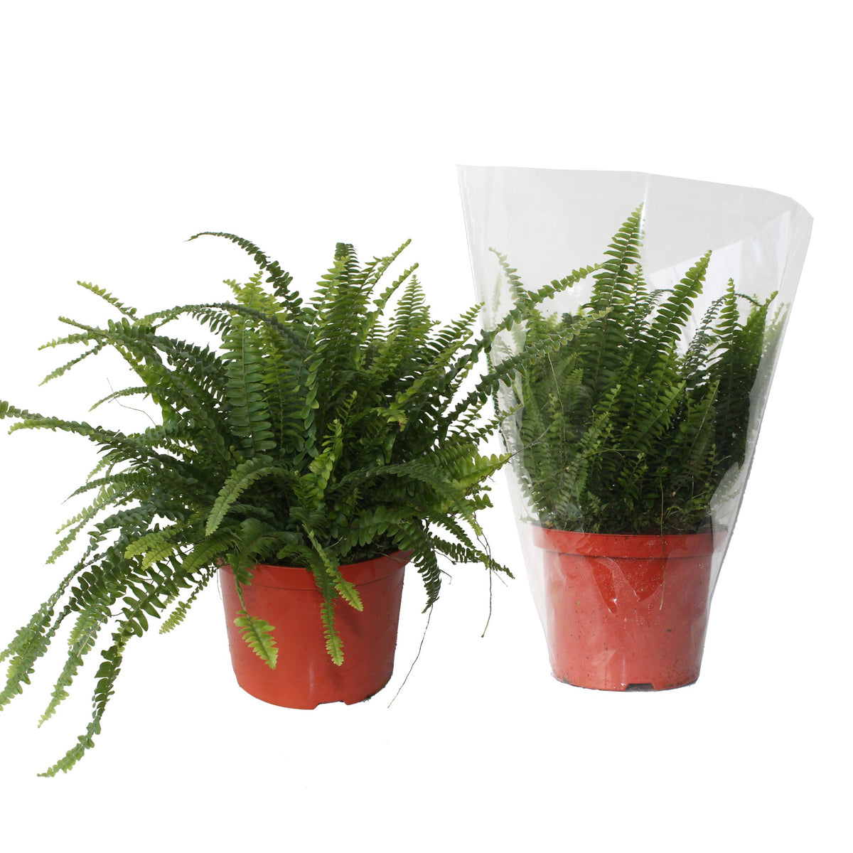 Nephrolepis Green Lady 60cm 24cm Pot