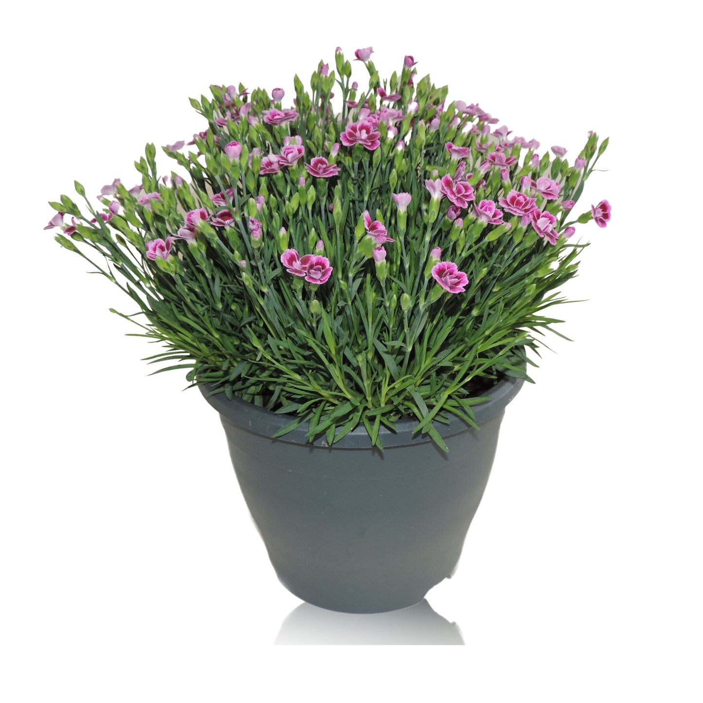 Dianthus Pink Kisses 35cm 23cm Pot