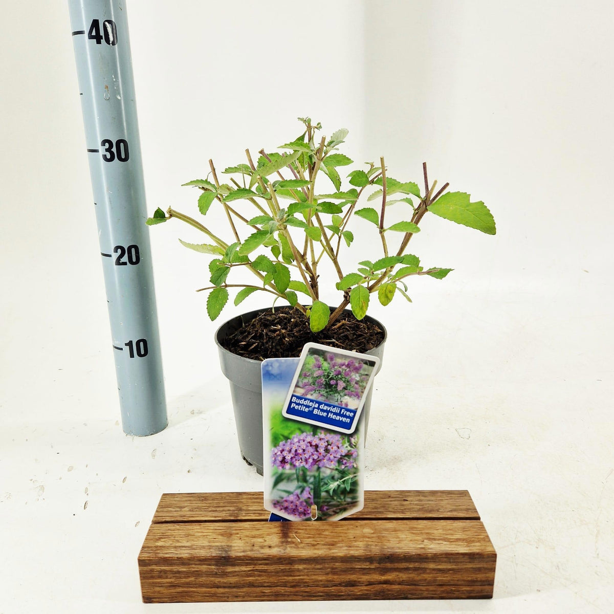 Buddleja Blue Heaven 30cm 17cm Pot