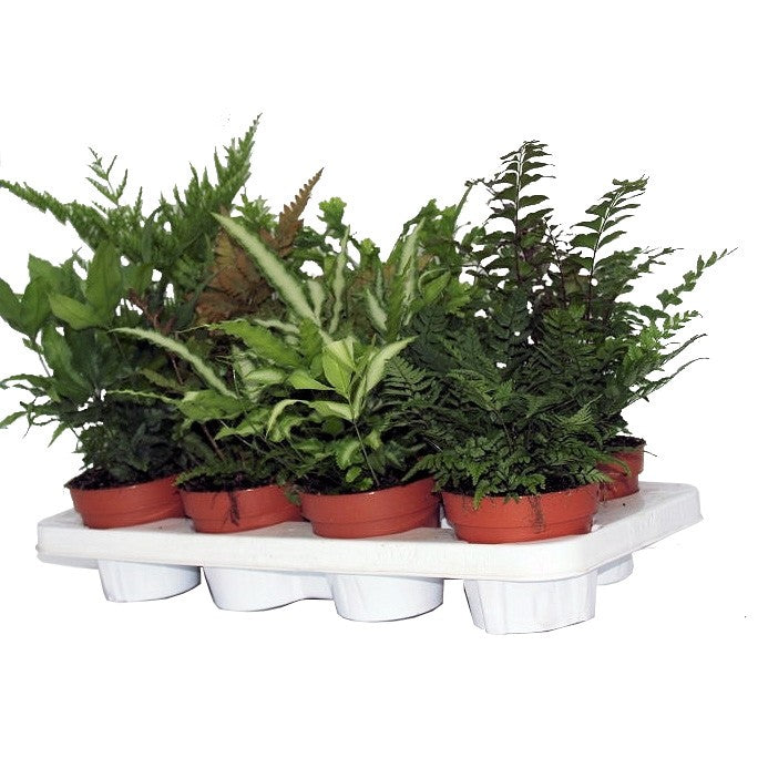 Pteris mix 30cm 12cm Pot