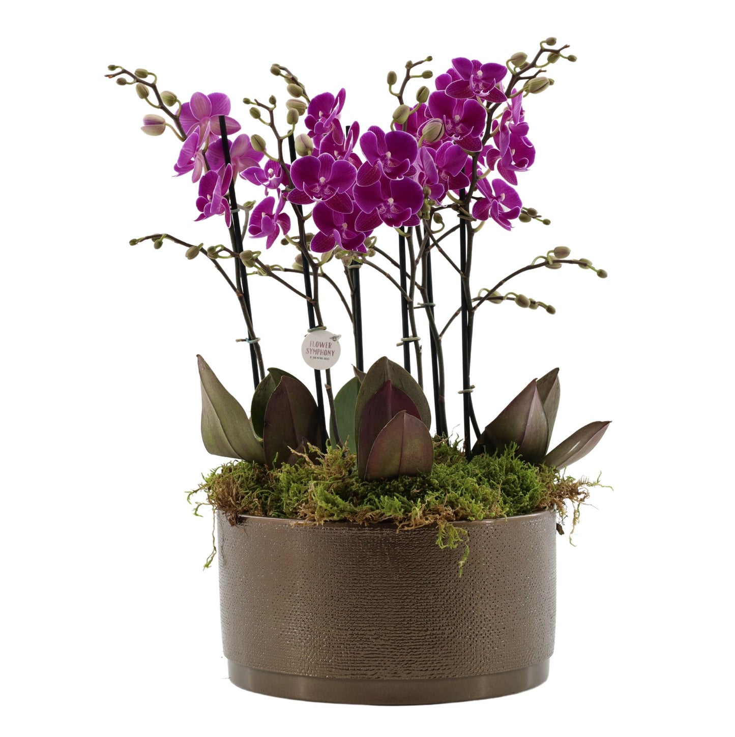 Phalaenopsis purple 50cm 27cm Pot
