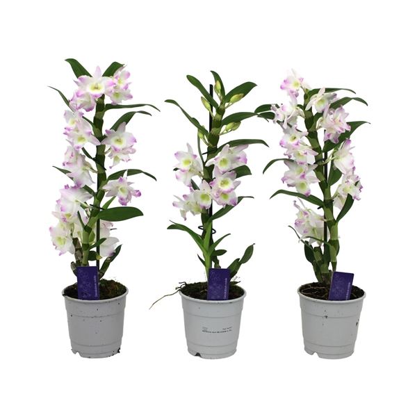 Dendrobium nobile Llilac 40cm 12cm Pot