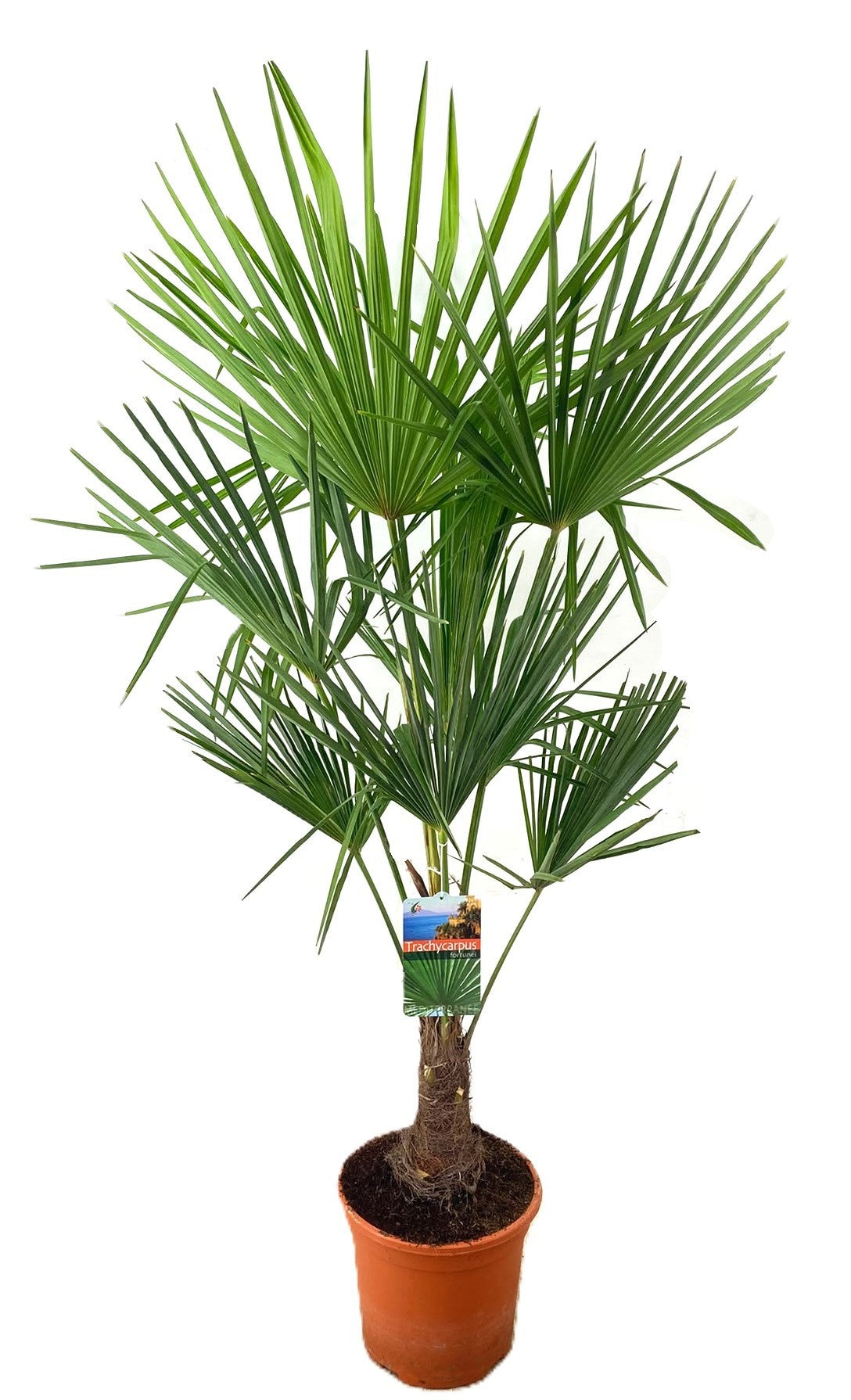 Trachycarpus fortunei 150cm 27cm Pot