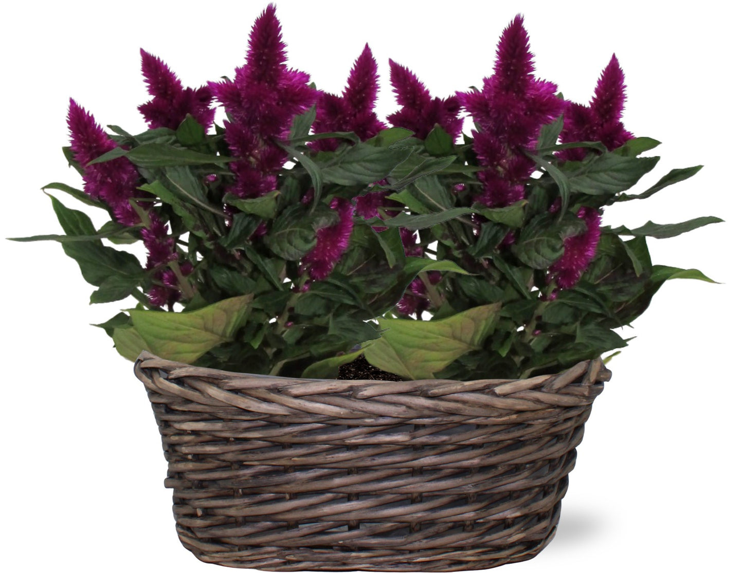 Celosia argentea Intenz+ 35cm 25cm Pot