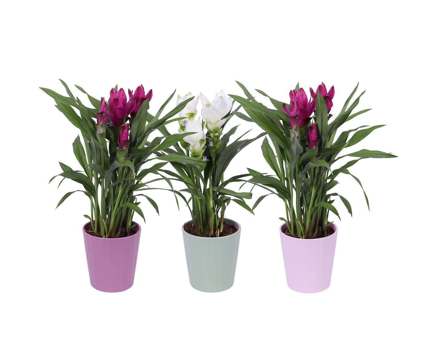 Curcuma mix 55cm 12cm Pot