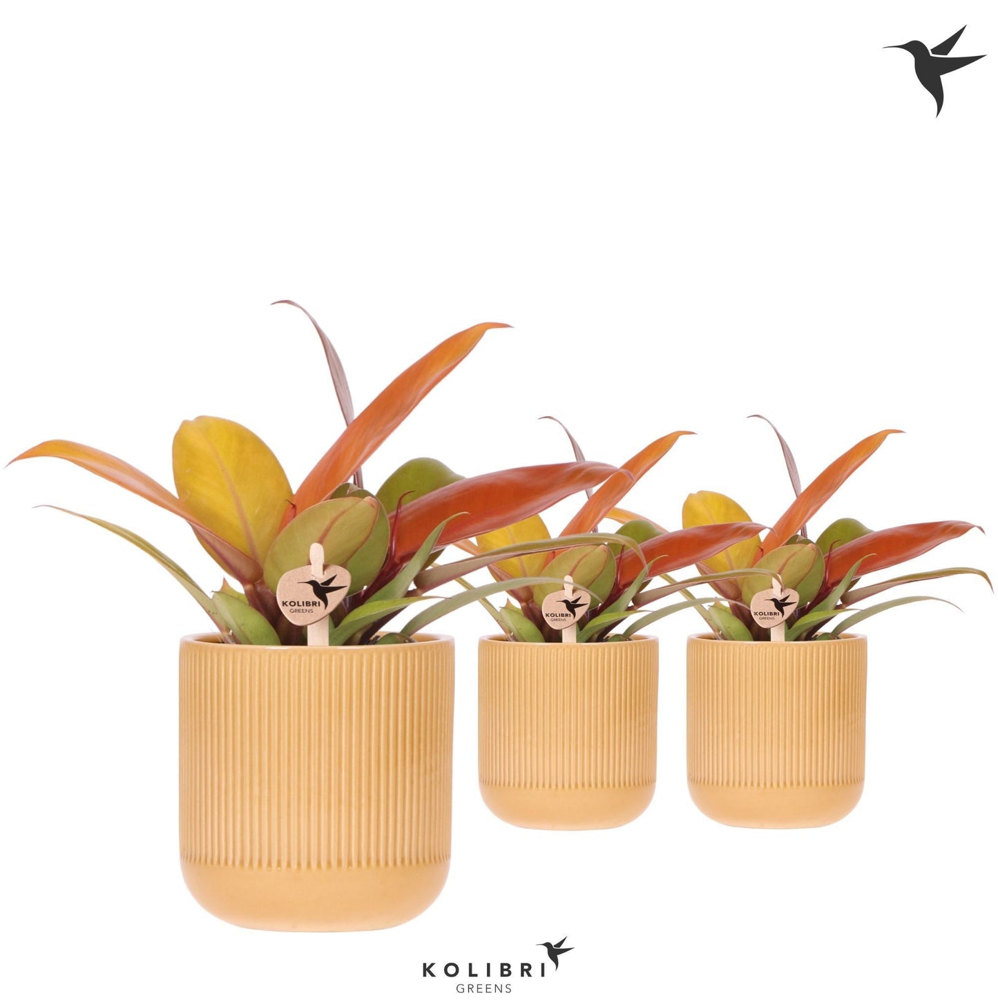 Philodendron scandens 19cm 9cm Pot