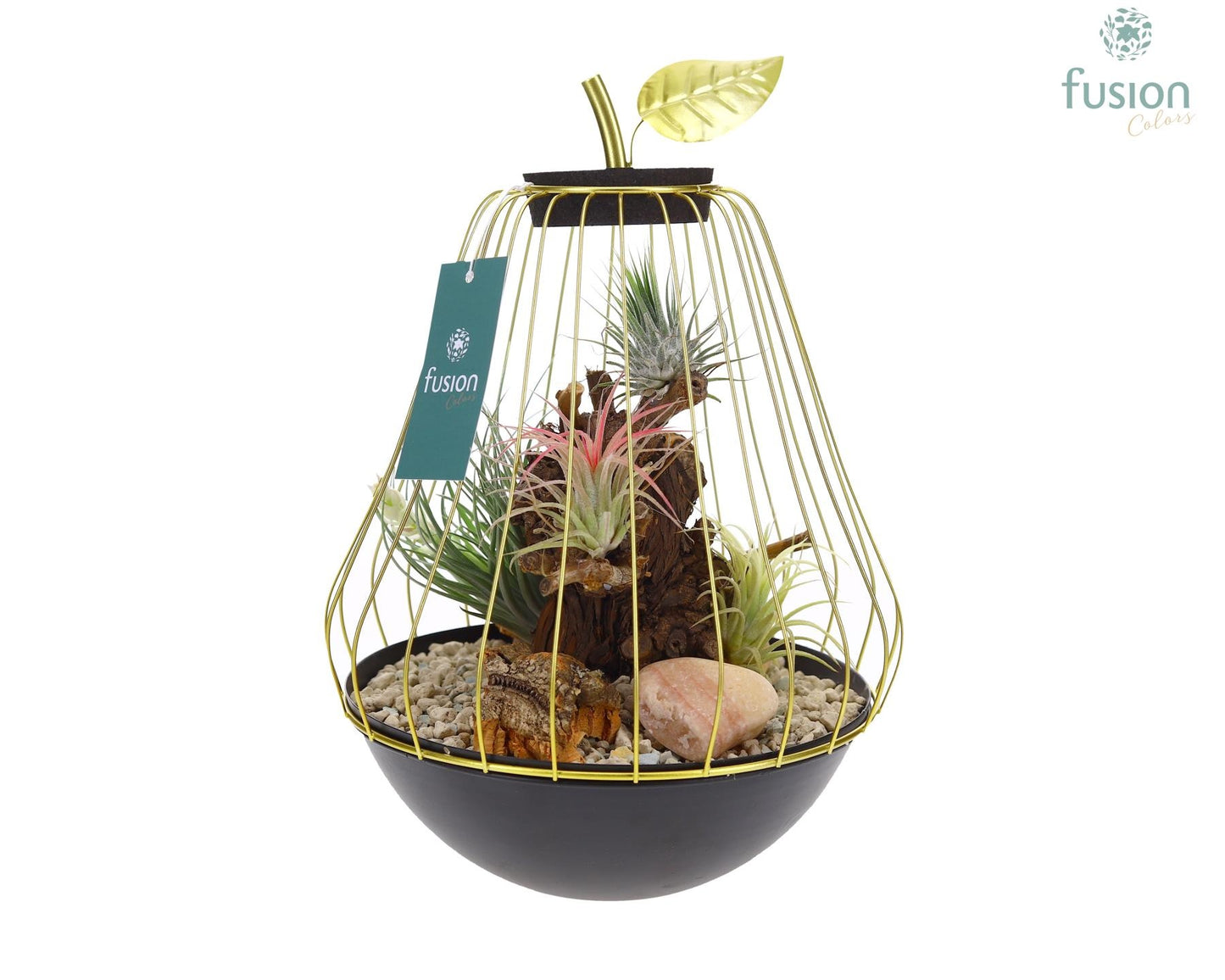 arr. Tillandsia 35cm 21cm Pot