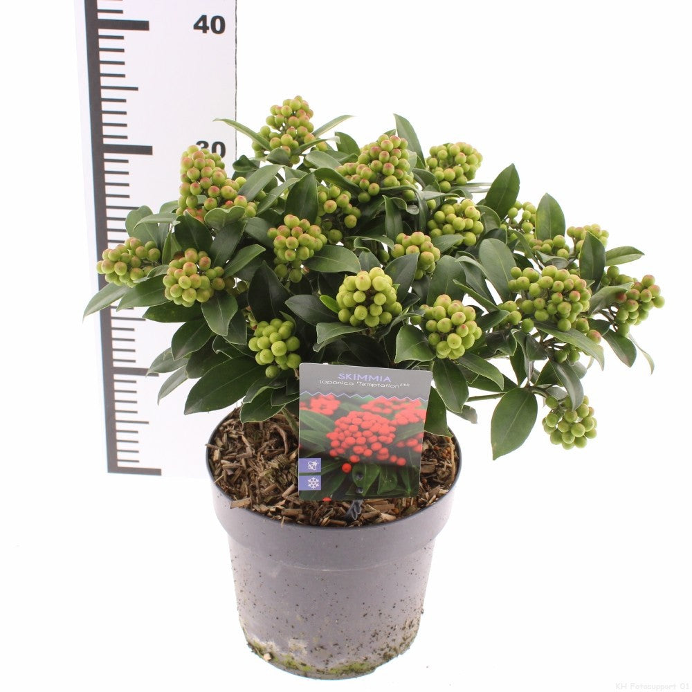 Skimmia japonica Temptation 35cm 19cm Pot