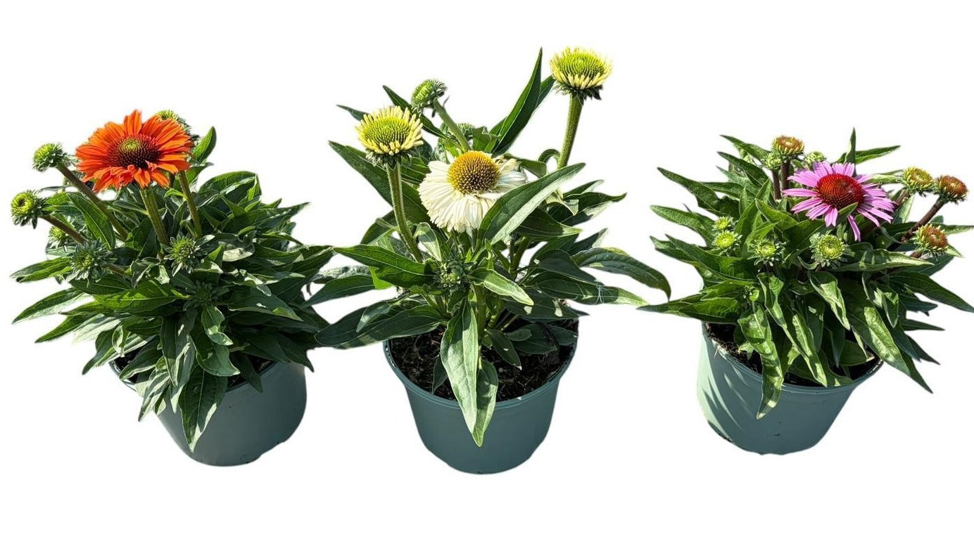 Echinacea Sunseekers mix 35cm 17cm Pot