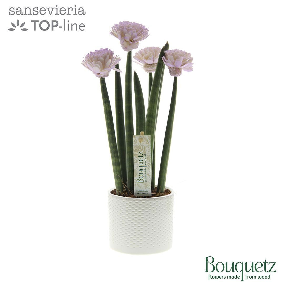 Sansevieria cylindrica 35cm 8.5cm Pot