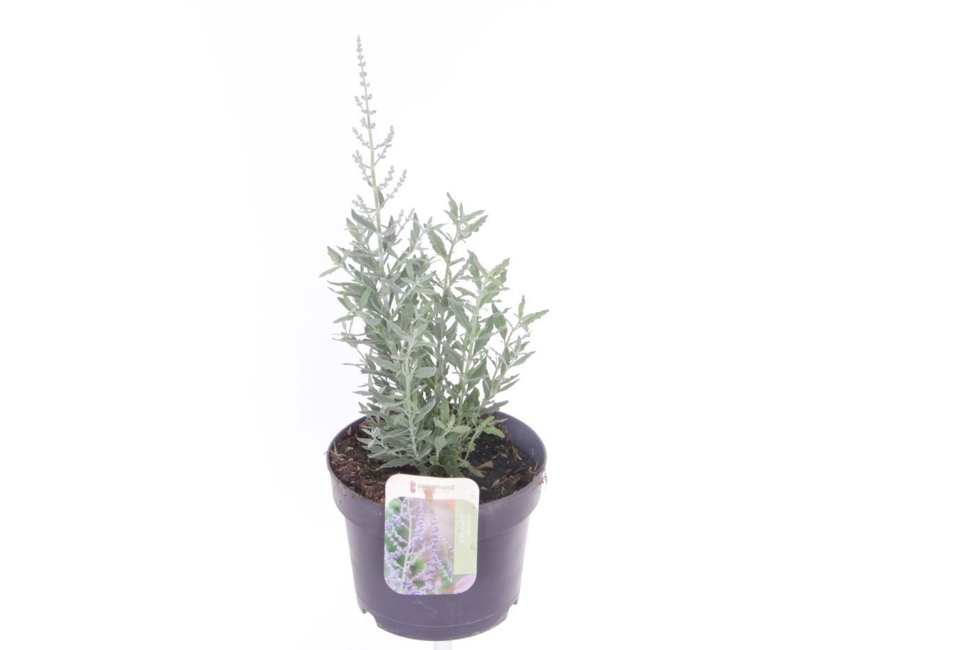 Perovskia atr. Bluesette 45cm 17cm Pot