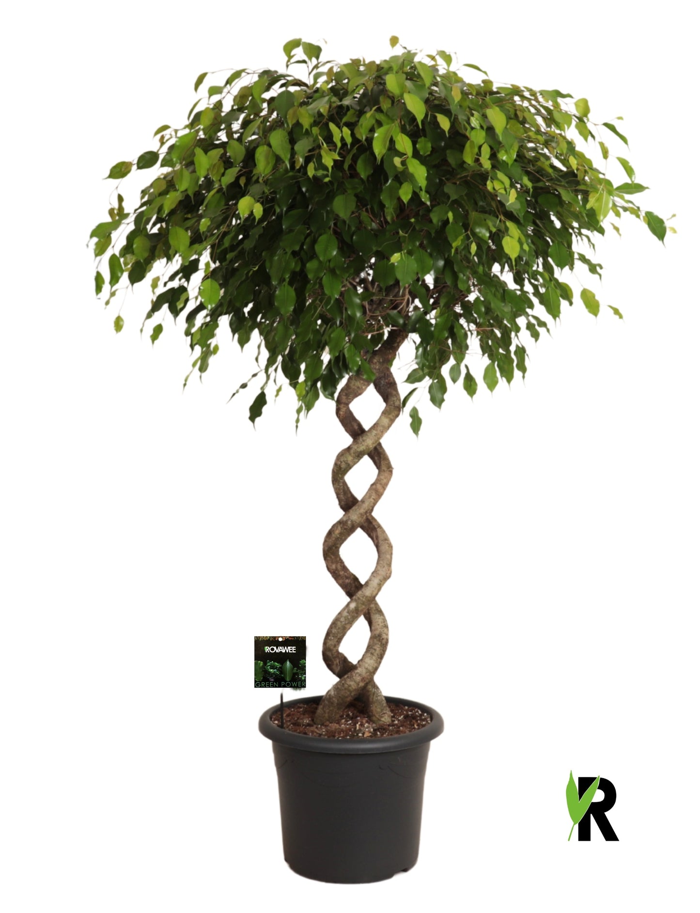 Ficus benj. Exotica 170cm 40cm Pot