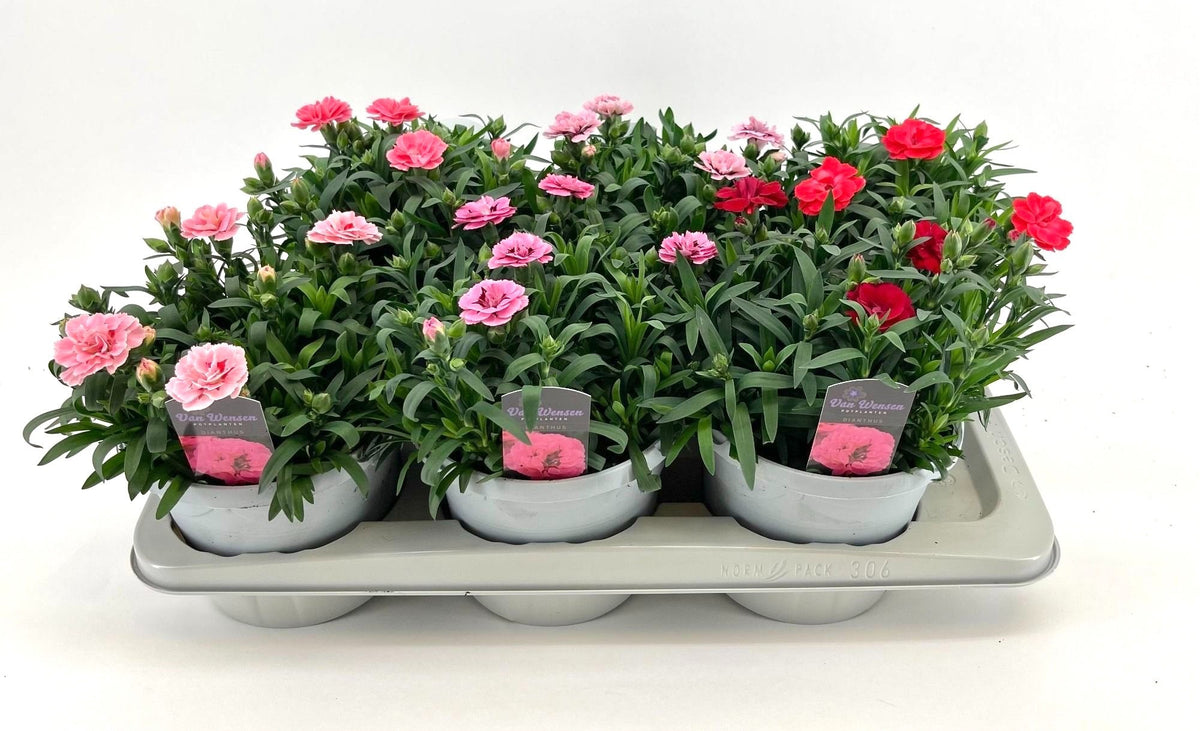 Dianthus Oscar mix tray 25cm 17cm Pot