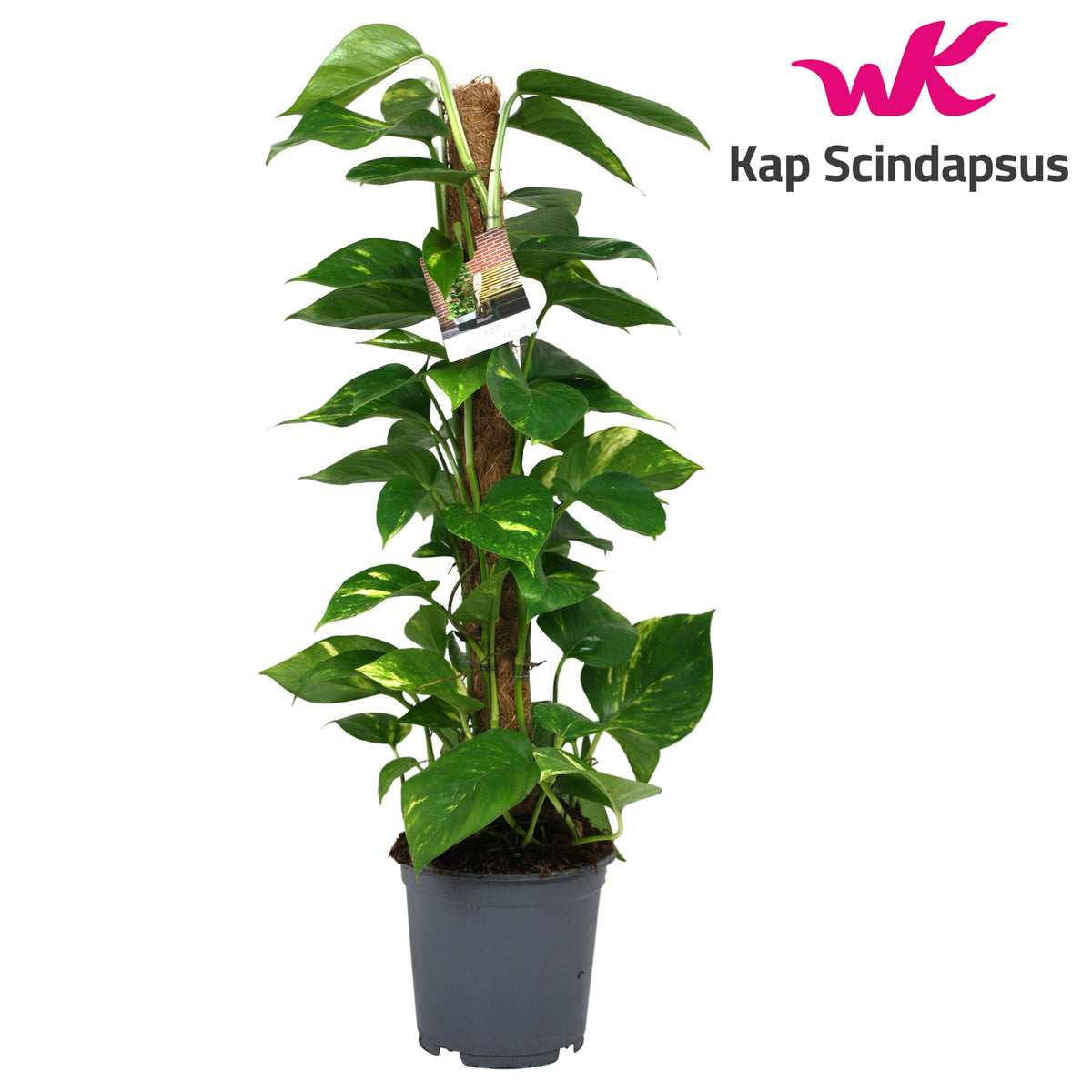 Epipremnum pinatum mosspole 80cm 19cm Pot