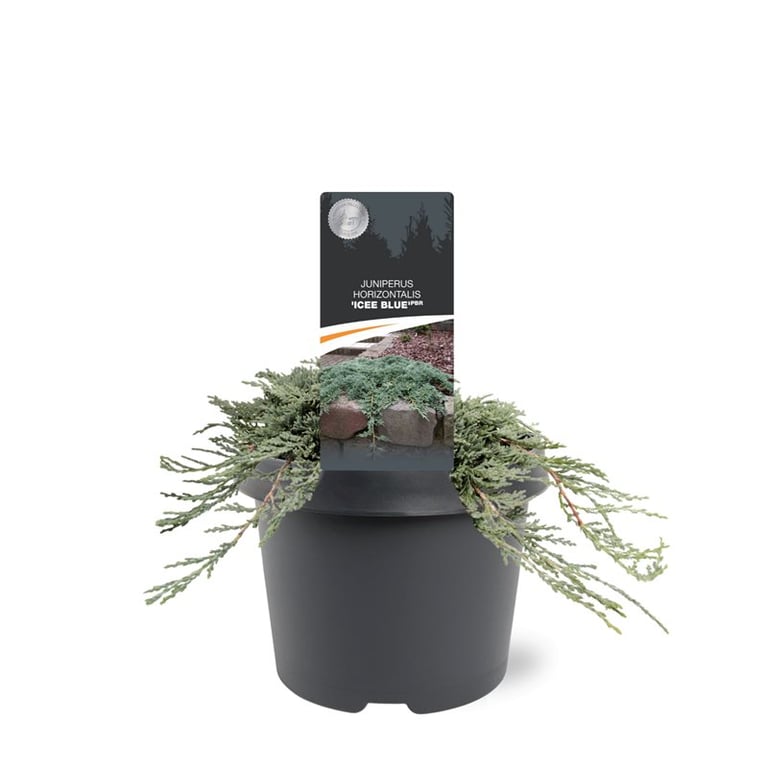 Bremmer Boomkwekerijen Juniperus horizontalis mix Pack of 1