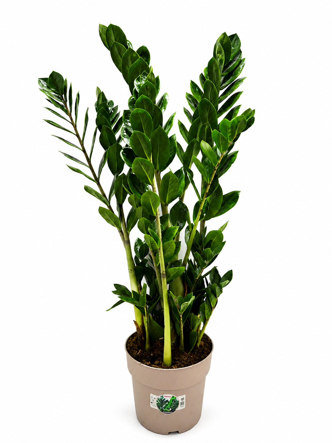 Zamioculcas zamiifolia 90cm 23cm Pot