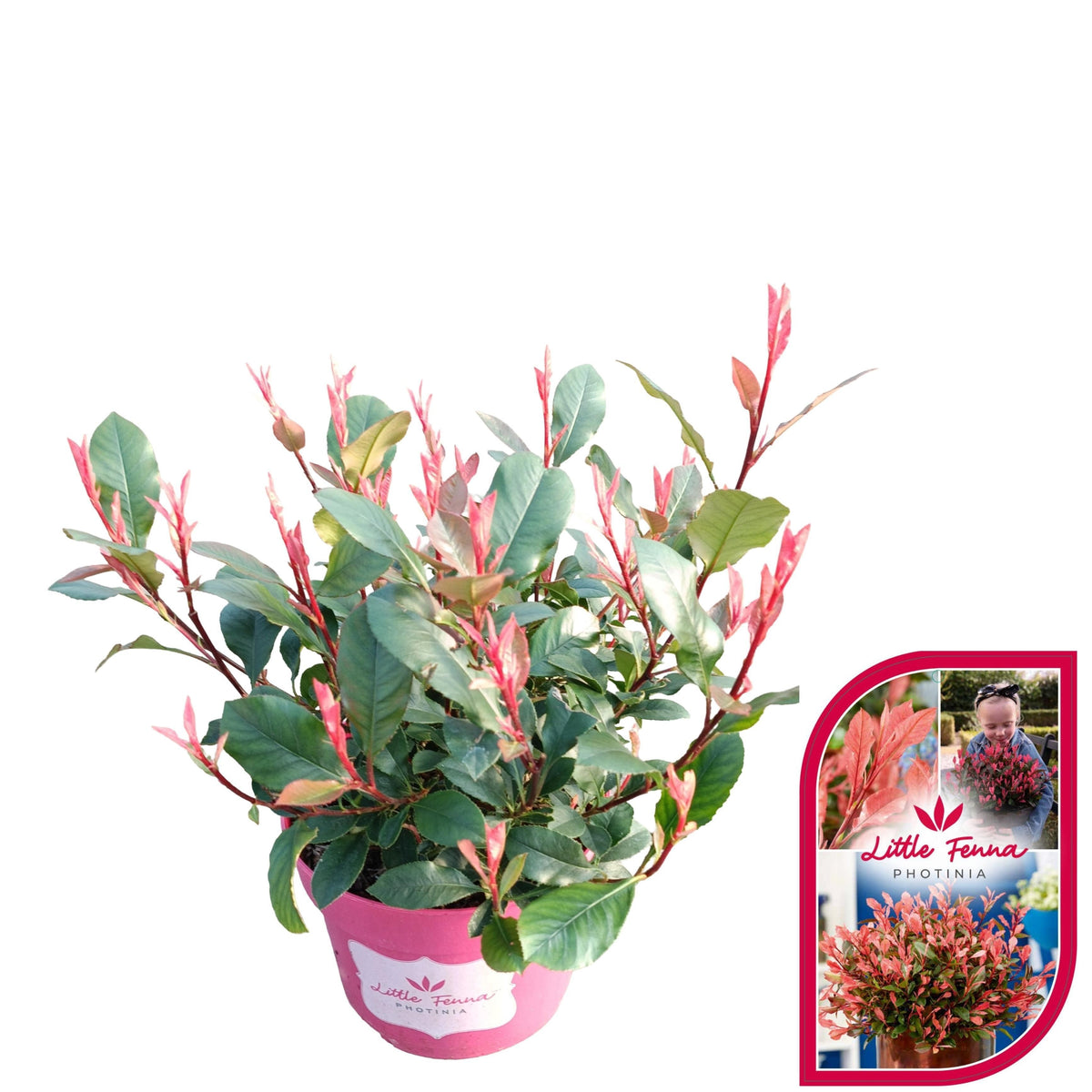 Photinia fraseri mix 30cm 17cm Pot