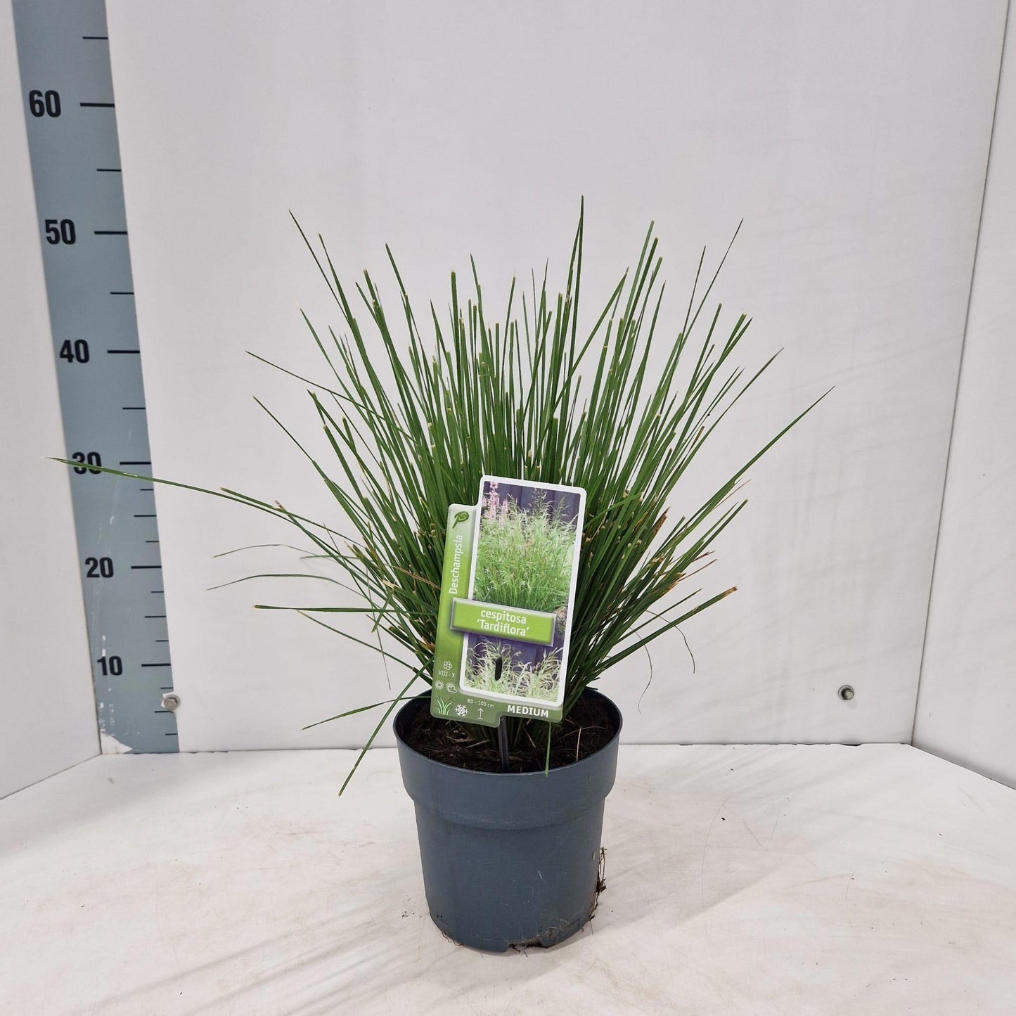 Deschampsia cespitosa 45cm 17cm Pot
