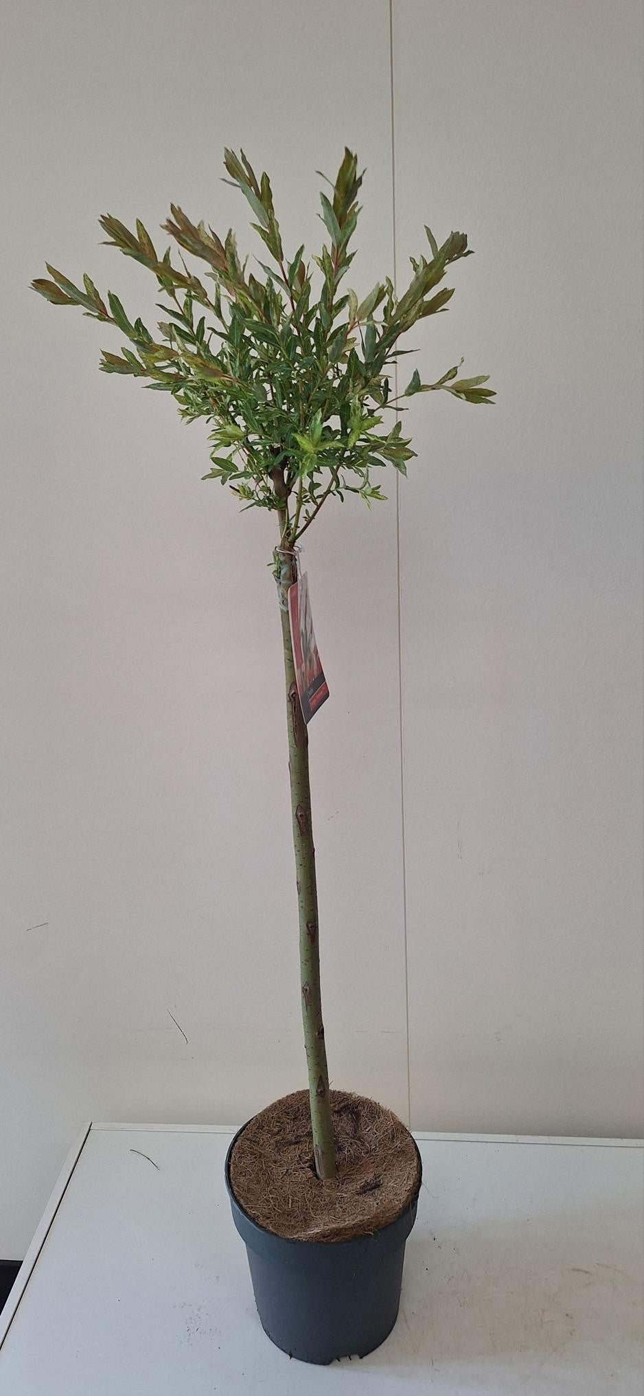 Salix integra Flamingo 100cm 19cm Pot
