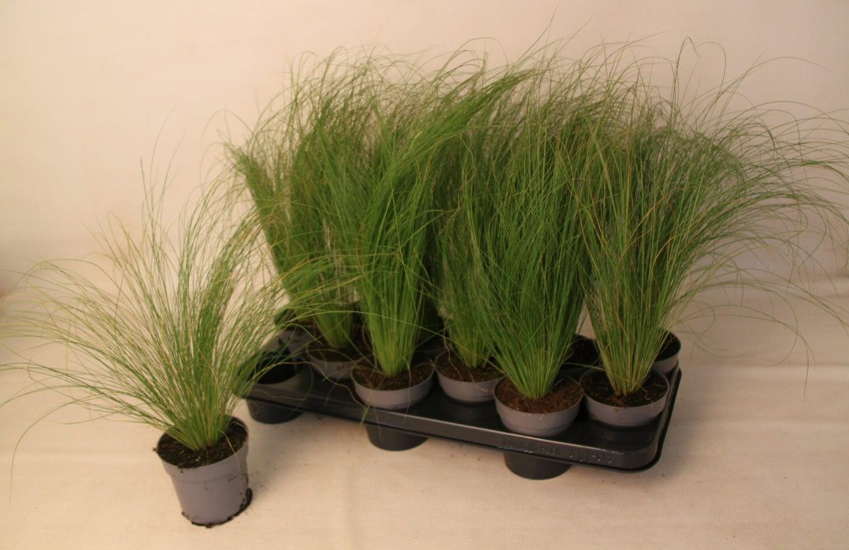 Stipa tenacissima 30cm 10.5cm Pot