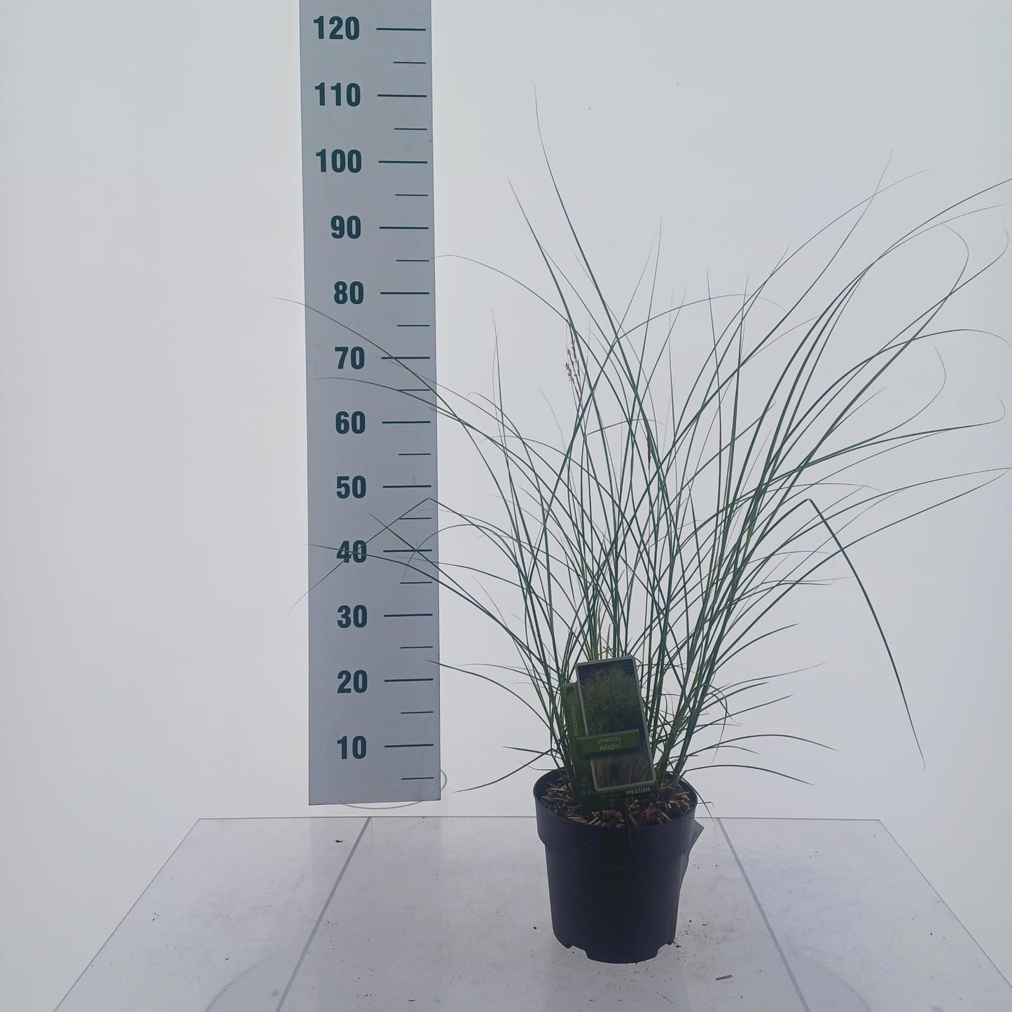 Miscanthus sin. Adagio 60cm 19cm Pot