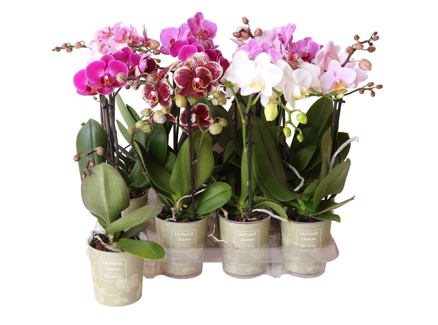 OK Plant Phalaenopsis mix Natural Charm Pack of 12