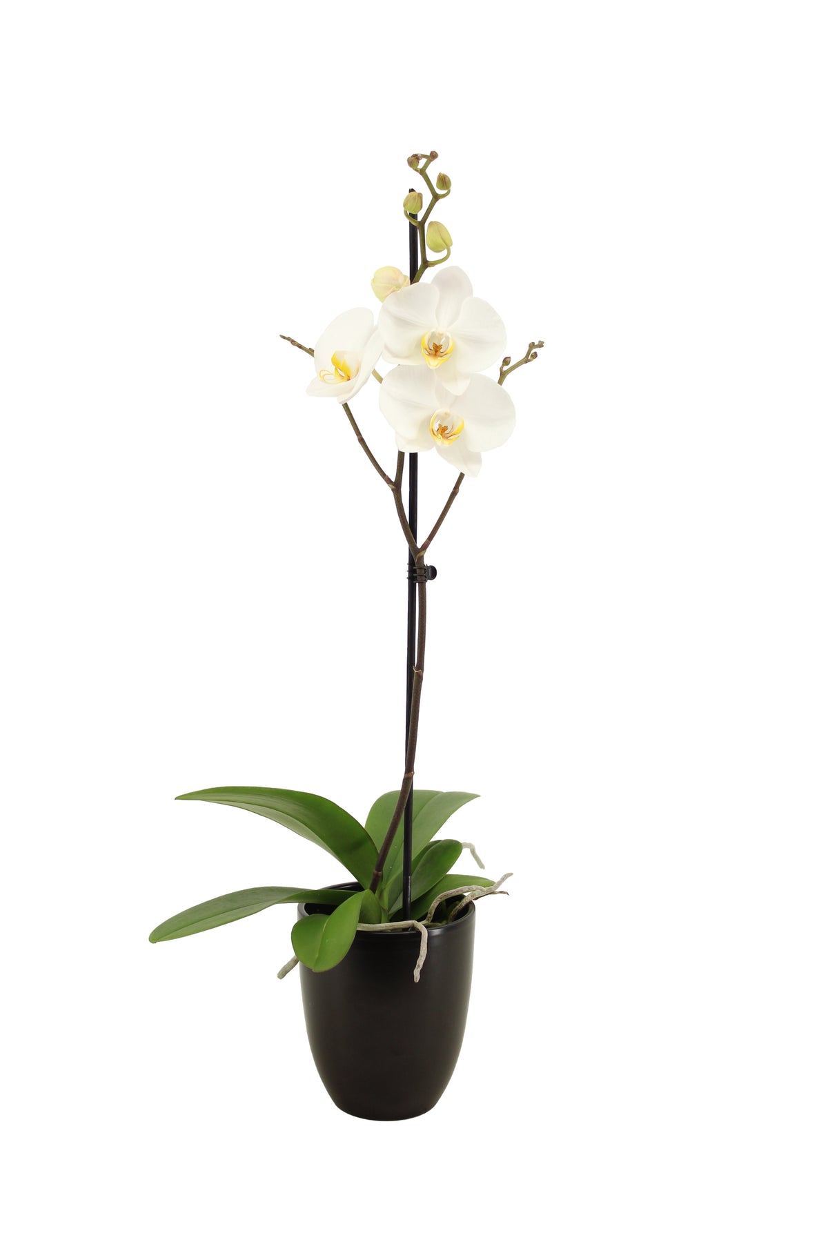 Phalaenopsis white 60cm 12cm Pot