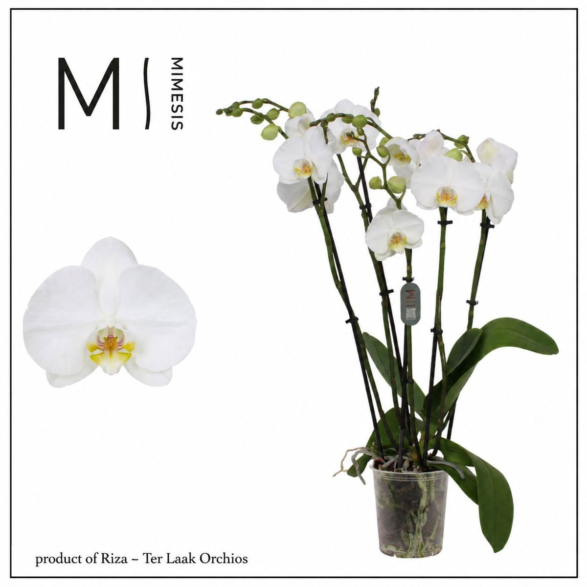 Phalaenopsis Nottingham 60cm 12cm Pot
