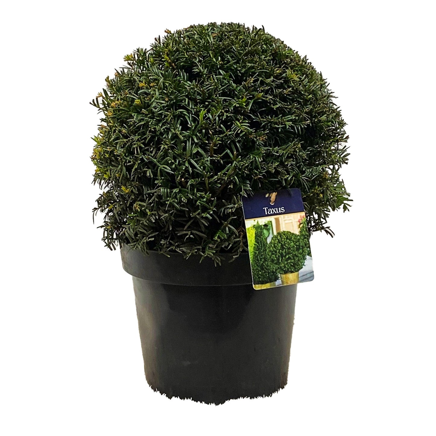 Taxus baccata 50cm 29cm Pot