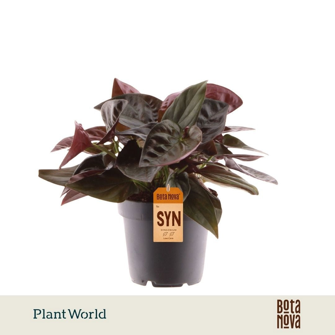 Plantworld Jogrow Syngonium eryt. 'Red Arrow' Pack of 10